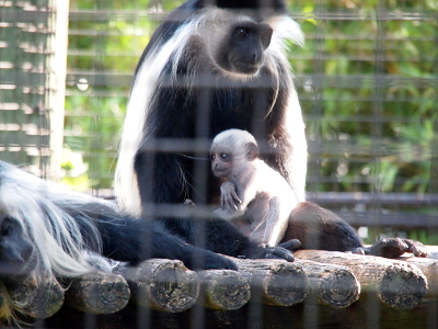 [The mother with black fur except for white stripes down her arms and around her dark face sits facing the camera with the baby in her lap. The baby has all light-colored fur and sits facing left.]